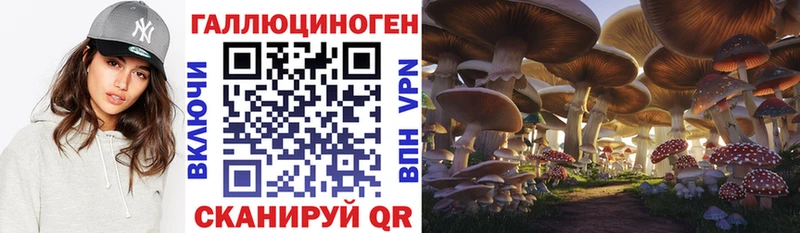 Галлюциногенные грибы Psilocybe  Белокуриха 
